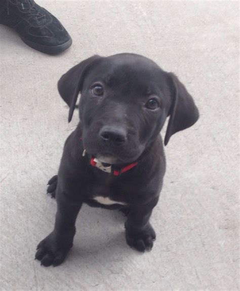 A black Lab Pitbull mix is simply a cross between a black Labrador Retriever and one of the 5 common pitbull breeds. . Pitbull lab mix puppy for sale
